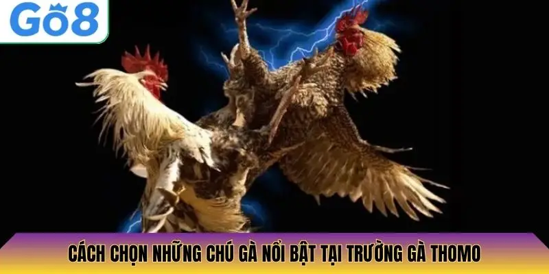 Cách chọn những chú gà nổi bật tại trường gà Thomo