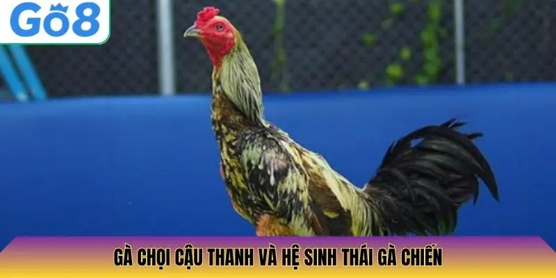 Gà Chọi Cậu Thanh và Hệ Sinh Thái Gà Chiến
