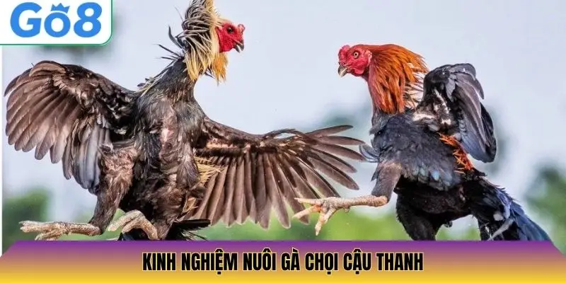 Kinh Nghiệm Nuôi Gà Chọi Cậu Thanh
