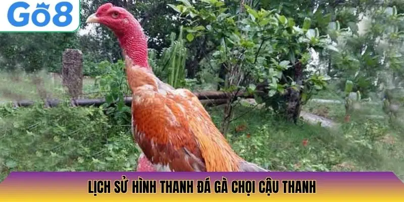Lịch sử hình thanh đá gà chọi cậu thanh