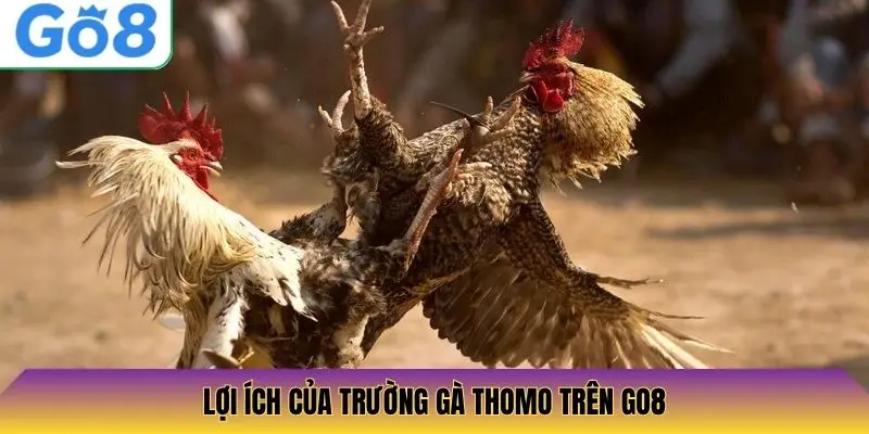 Lợi ích của trường gà Thomo trên Go8