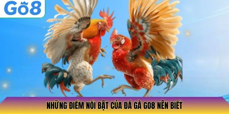 Những điểm nổi bật của đá gà Go8 nên biết